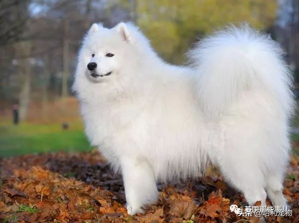 要狗看门？千万别选萨摩耶！这货除了笑不会干别的了