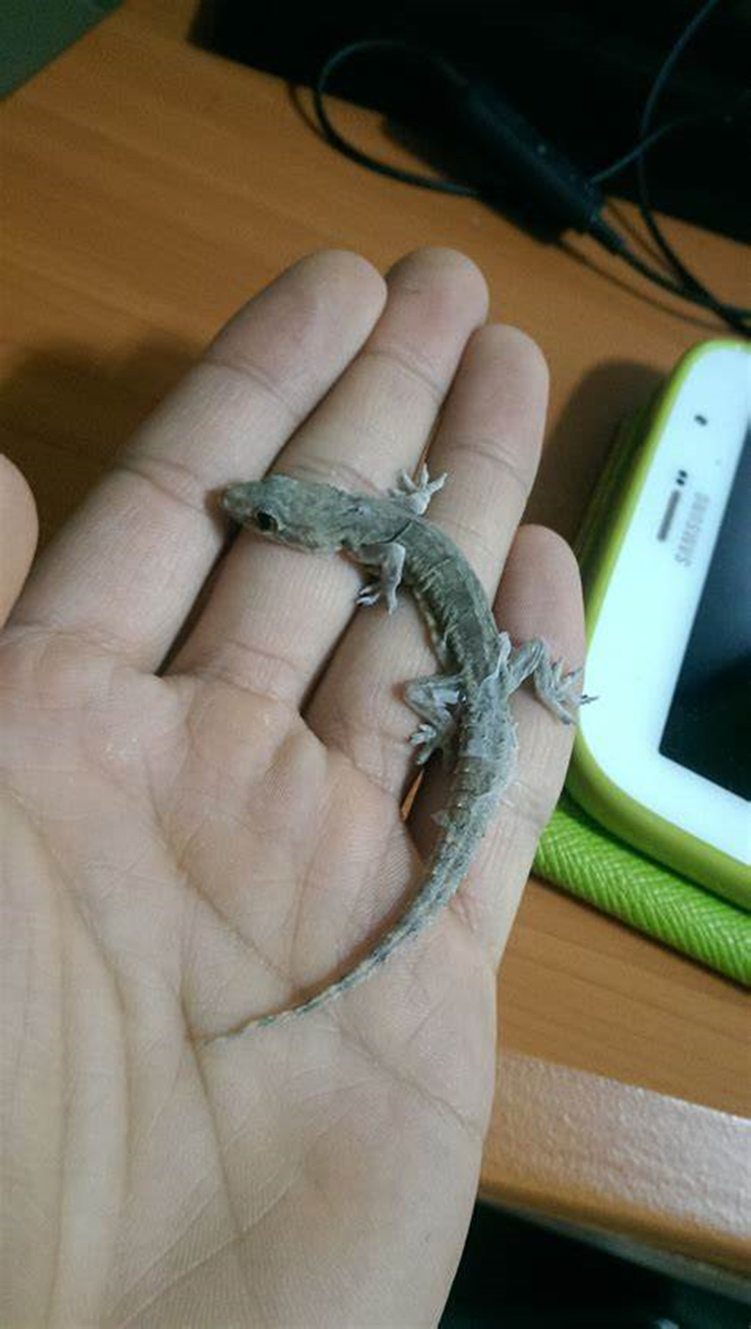 人畜无害的壁虎为什么无毒,壁虎为什么成为五毒之首