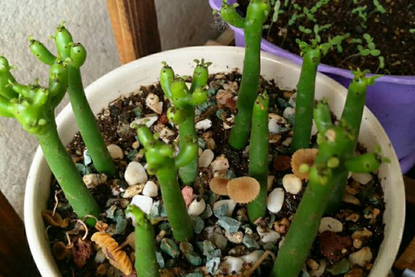 多肉光棍树喜酸还是喜碱,光棍树多肉怎么解毒