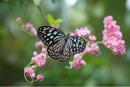 科普|资源昆虫在乡村振兴中的应用