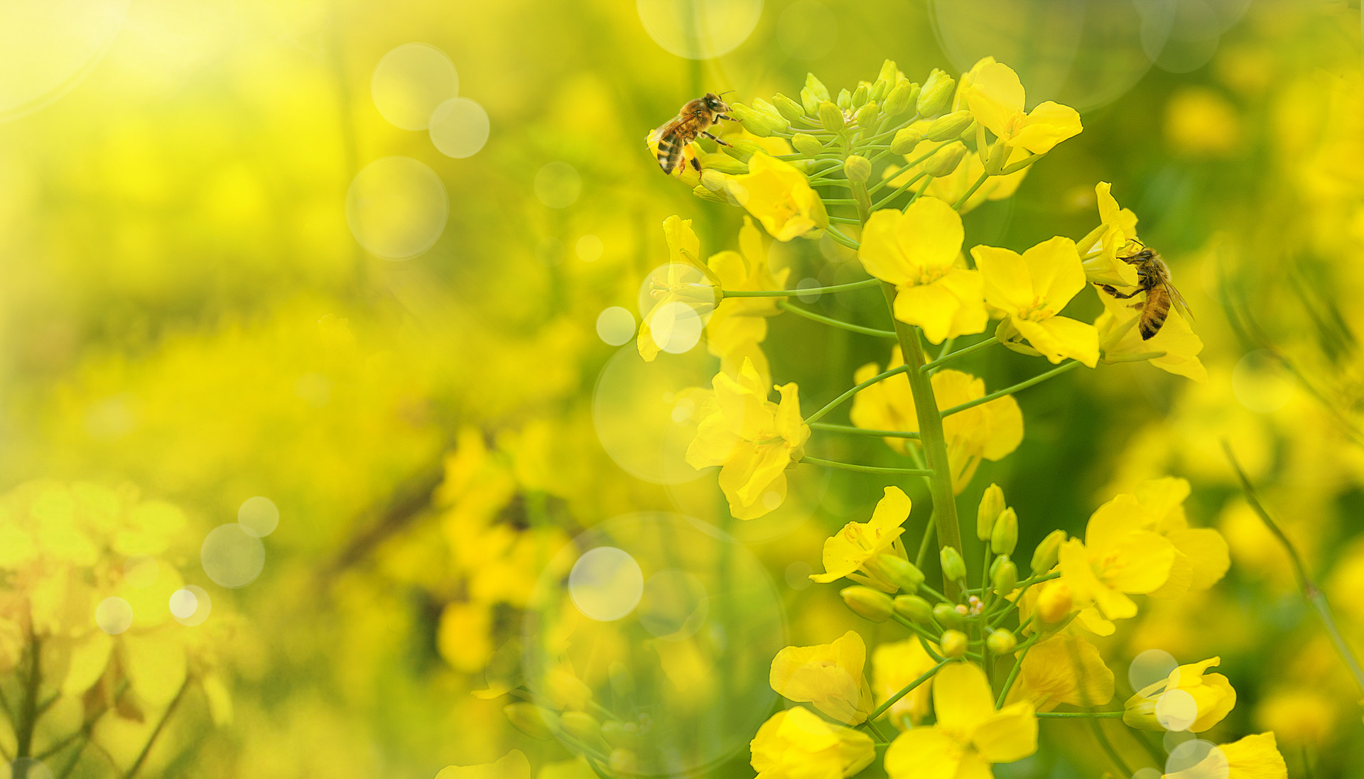 十首最经典的微笑诗,你的微笑很美唯美诗词