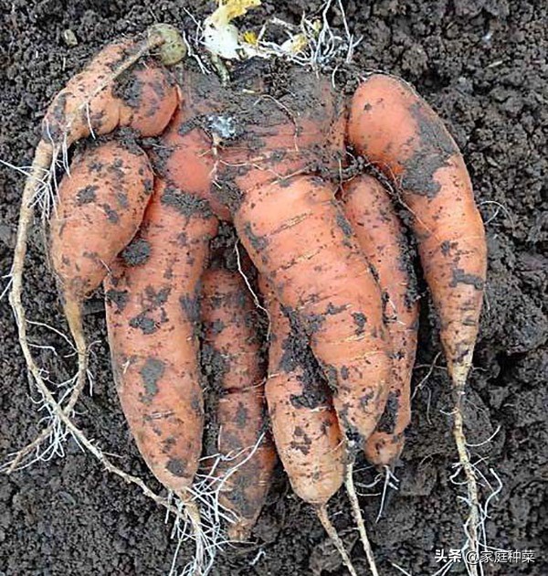 胡萝卜产生“佛手”，虽然看起来很漂亮，却可能导致植株提早死亡