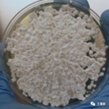 研究人员用香蕉的防霉菌--玫瑰红球菌治疗蝙蝠的白鼻症