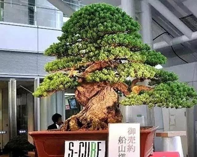 十大天价植物种子,十大顶级名贵植物