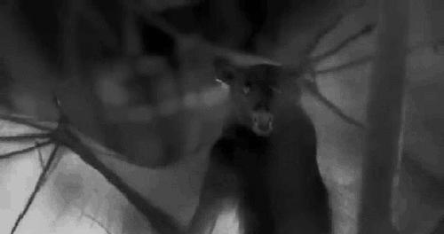 世界最大的蝙蝠是什么蝙蝠,世界上最大的一个蝙蝠的图片