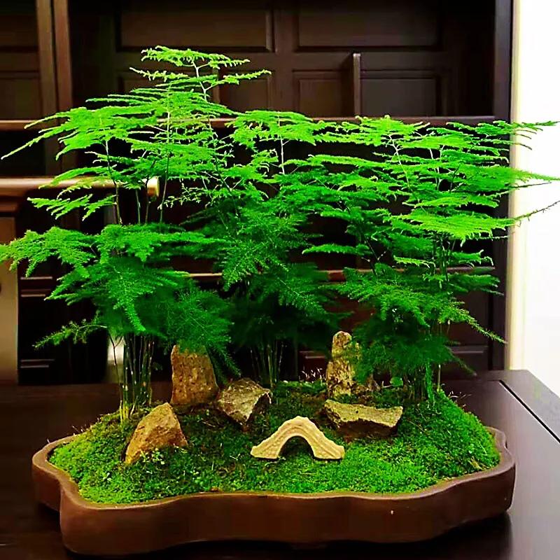 文竹文竹,文竹青翠欲滴