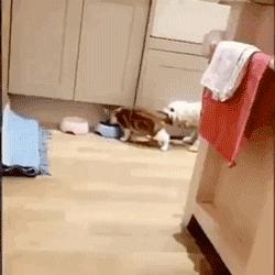 猫咪界干饭王,喵界干饭王