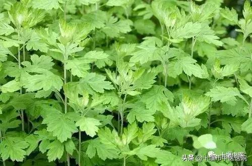 艾草杆子有药用价值吗,艾草放几年还有药用价值吗