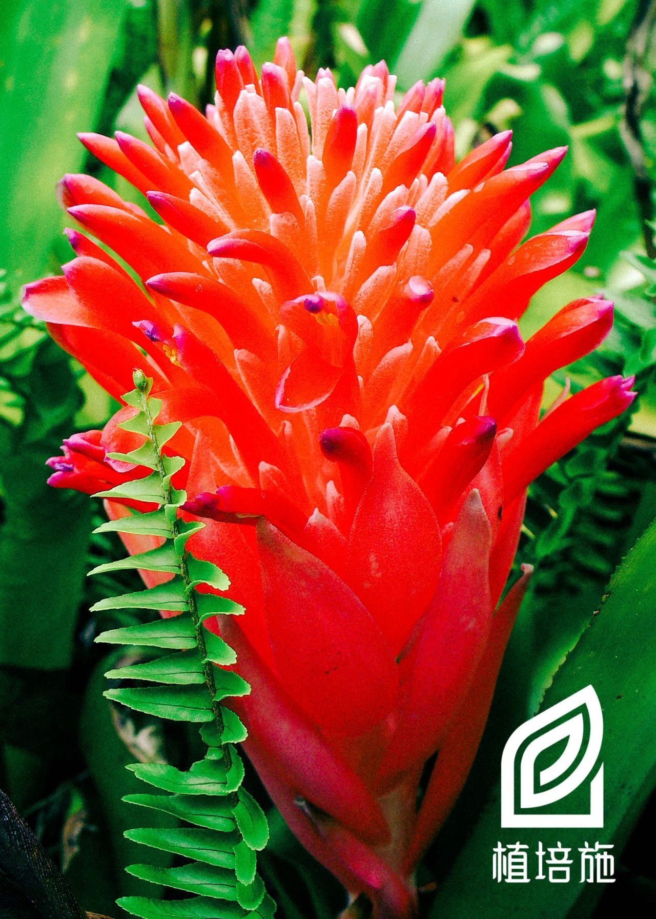 水塔花冬季怎么养护,水塔花冬季养护