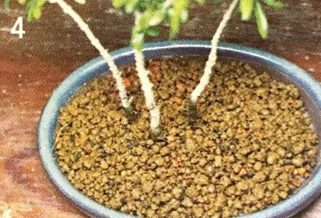 看石榴盆景的造型和制作技术,石榴盆景速成方法图片