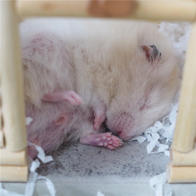 仓鼠怕人怕鼠怎么办,仓鼠怎样避开星期鼠