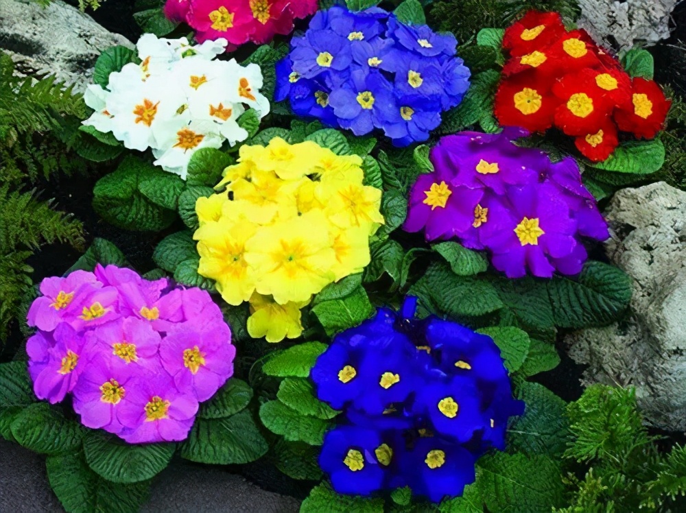 报春花小苗养护,报春花怎么养最好看