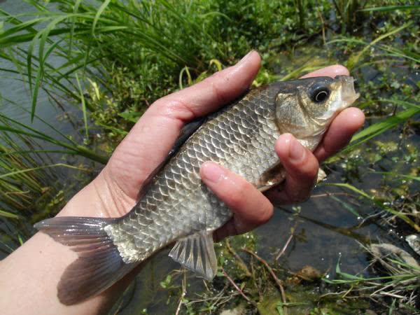 春钓应该注意什么,春钓用蚯蚓好吗