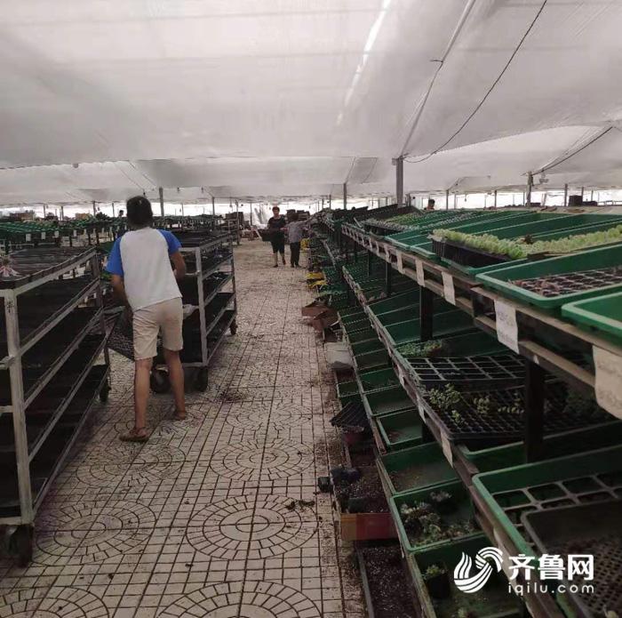 这个小伙田间地头直播卖蔬菜,青州多肉直播销售