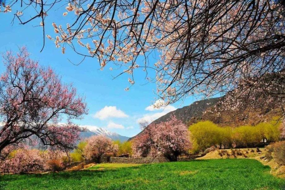 原创诗词—往事如风皆隐去心中幽梦雪莲香