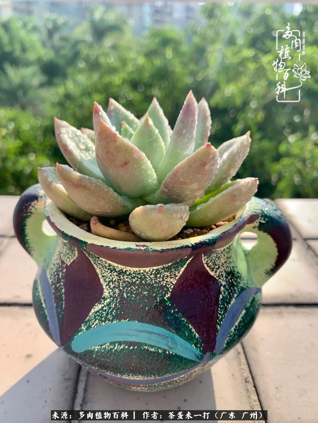 在冬日阳光下，记一个多肉小白的养肉历程