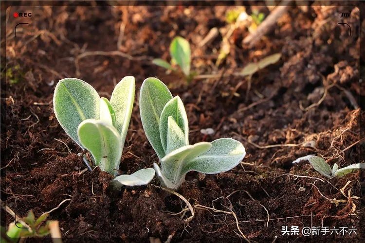 农村最赚钱的种植创业项目有哪些,当下如何在农村创业赚钱致富