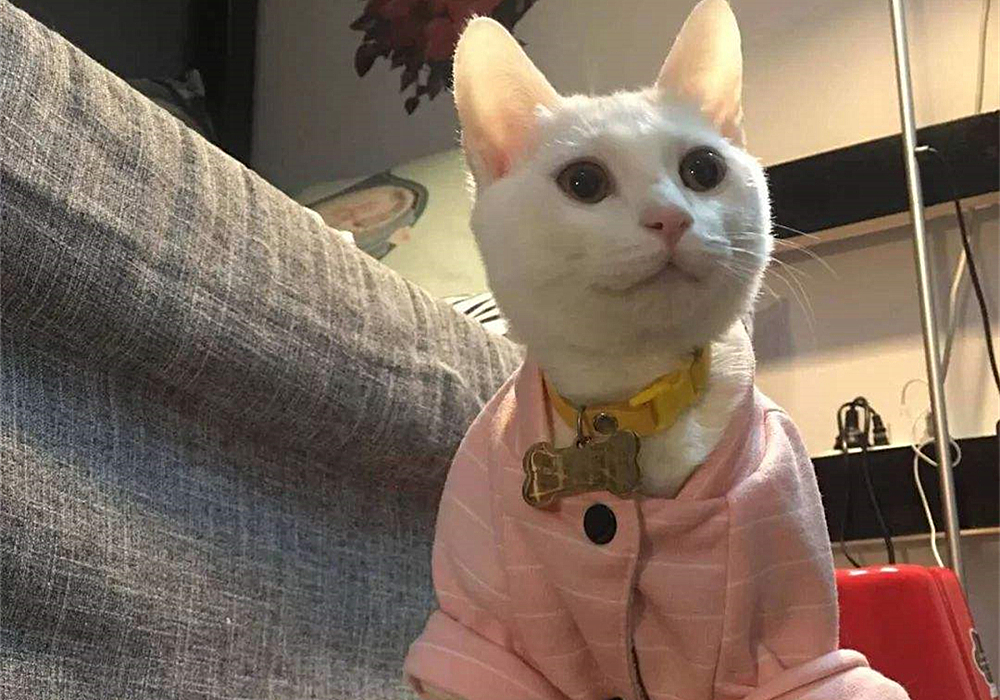 辟谣猫咪并非黑夜都能看得清,猫咪假孕结果真孕