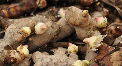 想要生姜种植高产这些技术少不了,生姜高产栽培技术详解