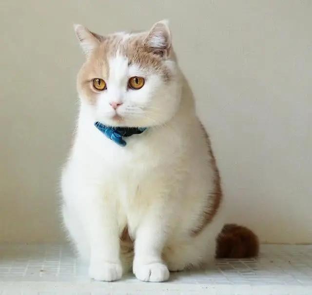 如果不给猫做绝育一辈子能生几窝,到底有没有必要给猫咪绝育