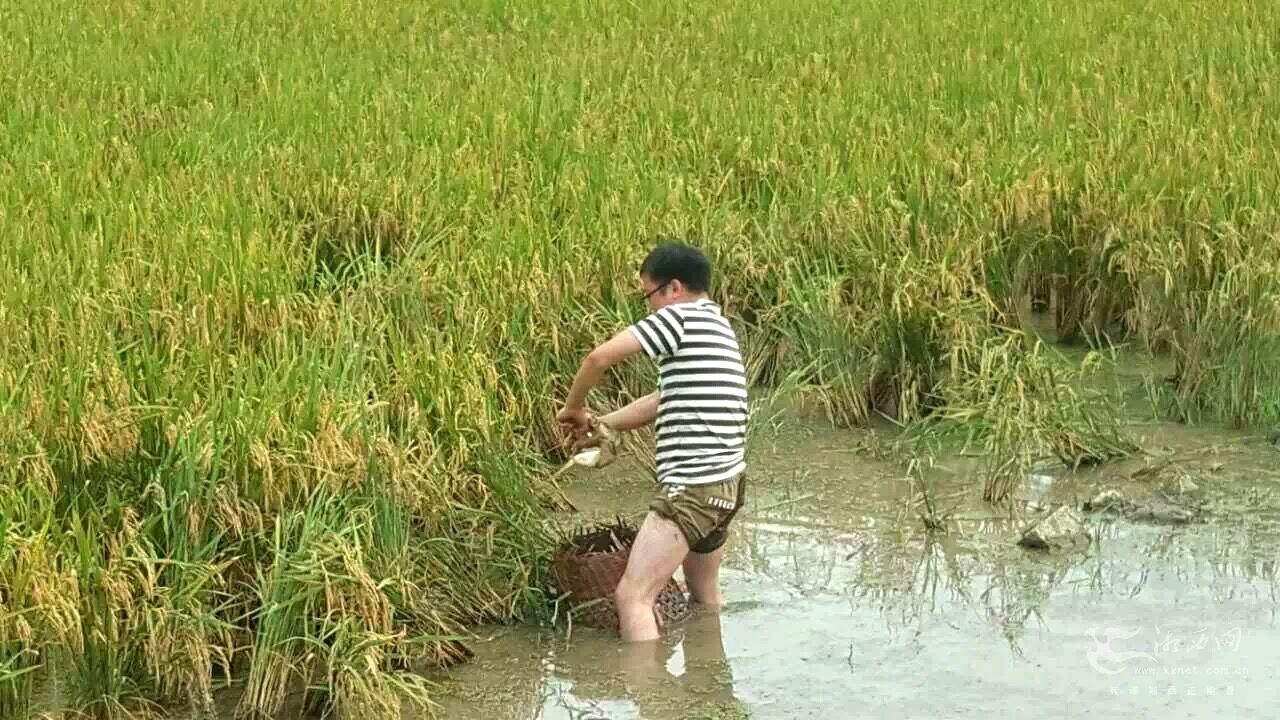 当前小龙虾养殖前景如何,小龙虾养殖省时省力养好虾就来