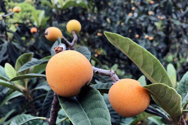 蜀绣特产,成都特产蜀锦蜀绣礼物