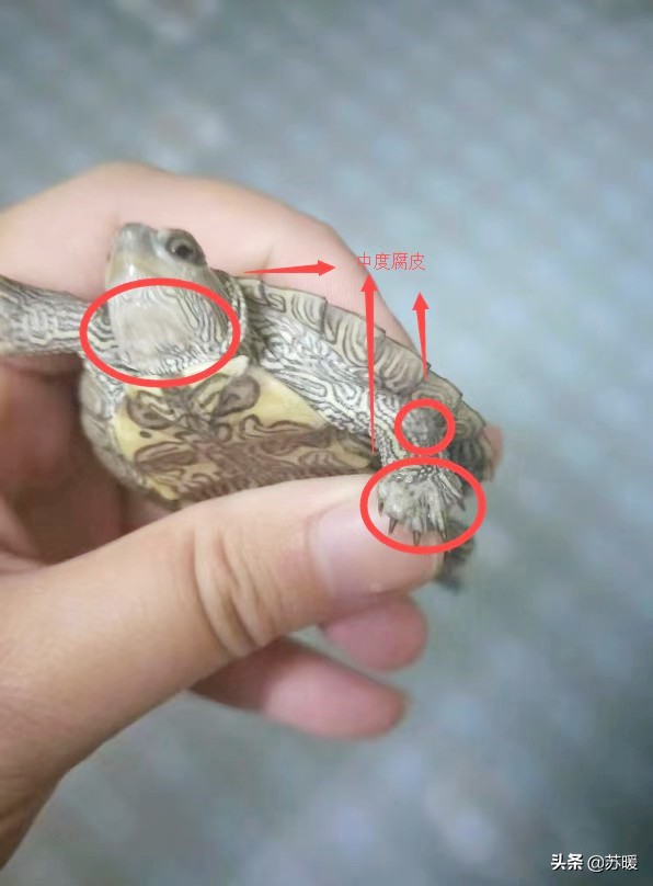 红茶可以治疗乌龟腐皮吗,腐甲腐皮的乌龟怎么治疗