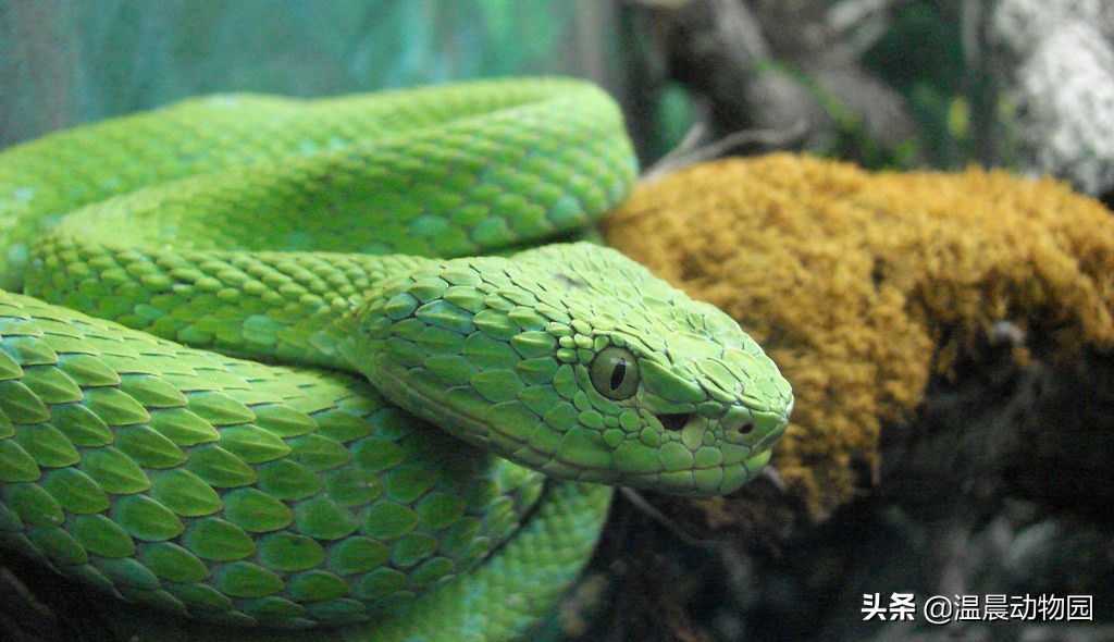宠物蛇出现拒食现象有这五个原因，严重程度可大可小，但不能忽略
