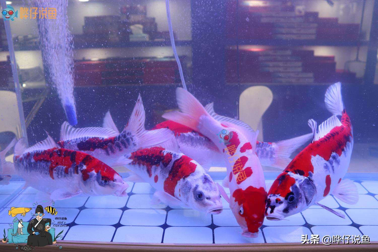 鱼缸上过滤和滤桶哪个好,鱼缸滤桶为什么效果不好