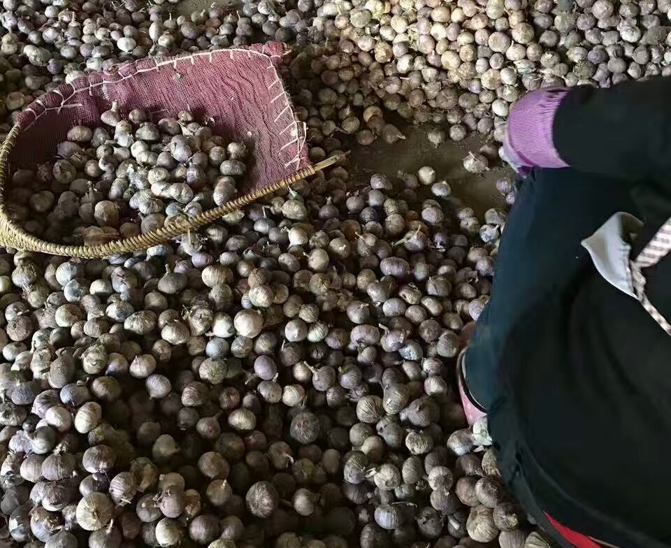 大蒜烘干机什么牌子好,大蒜烘干机制造