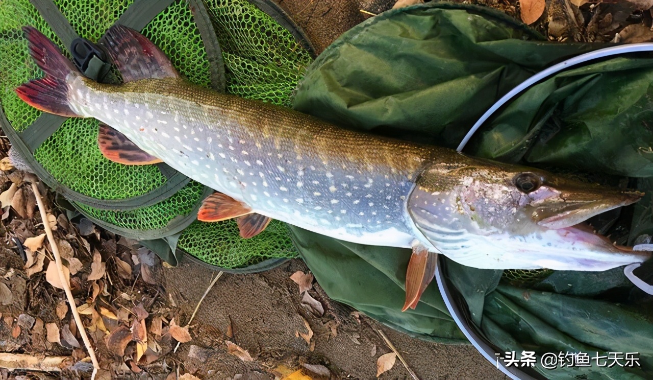 黄河中的淡水鱼,黄河濒临灭绝的鱼