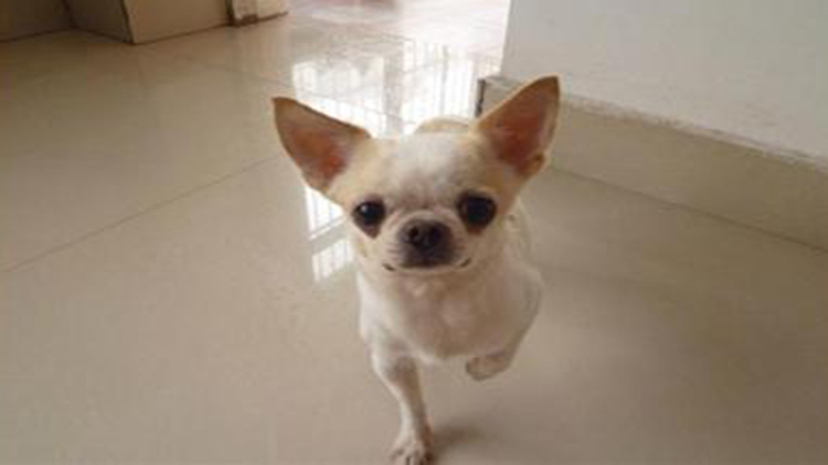 吉娃娃天生的技能,吉娃娃遛娃神器