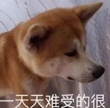 为什么狗市买的狗活不过一星期,为什么狗市买的狗说活不过三个月