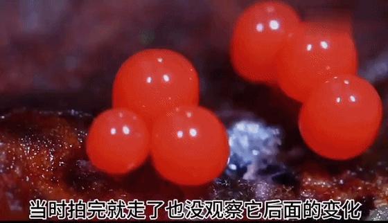 她让20万人爱上一种菌：像西米露，又似咸蛋黄，网友直呼太神奇