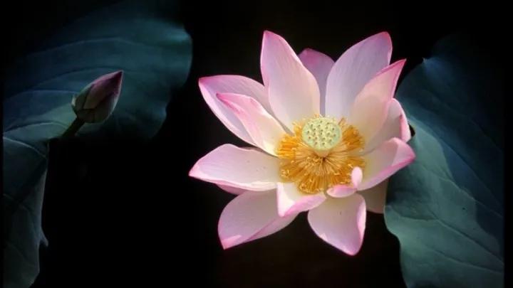 出淤泥而不染濯清涟而不妖行书,出淤泥而不染濯清涟而不妖意思