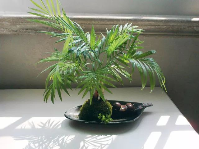 棕竹在阳光下能养吗,室内怎么养棕竹