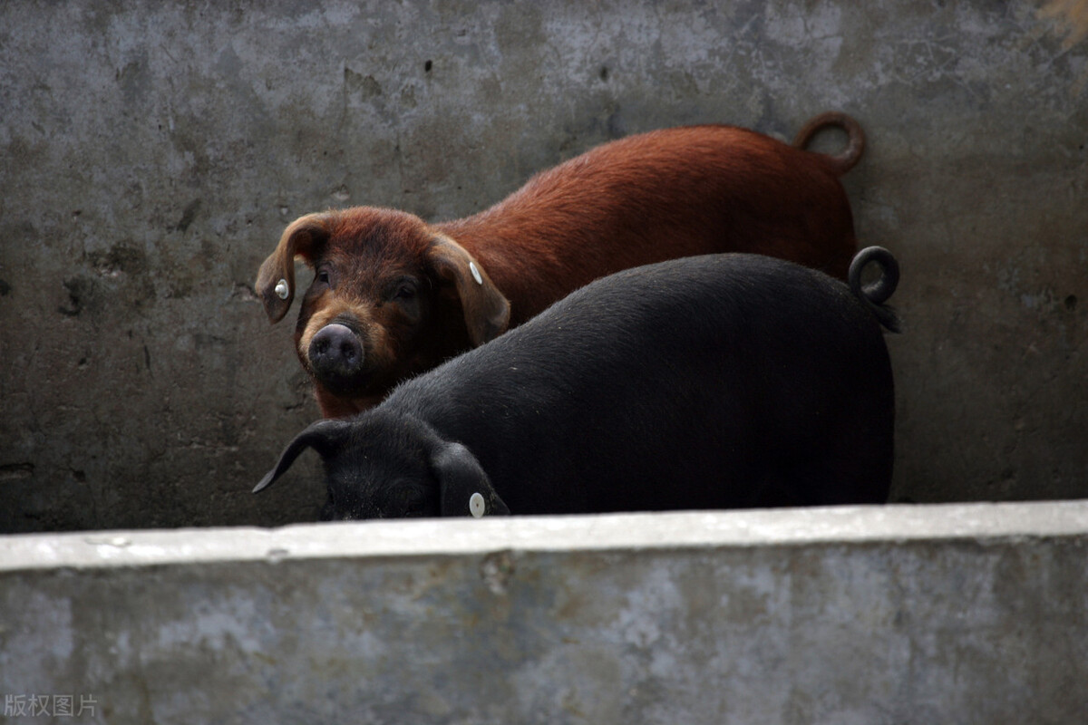 保育猪口蹄疫为什么死亡率那么高,猪口蹄疫死亡率高吗