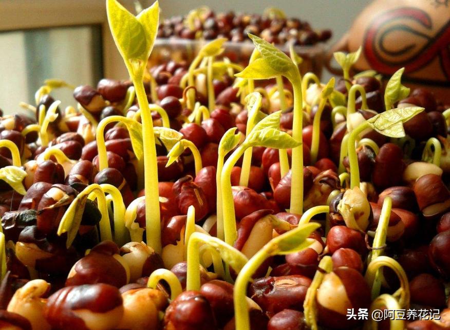 红豆杉树叶子发黄的解决方法,红豆杉叶子发黄的解决方法