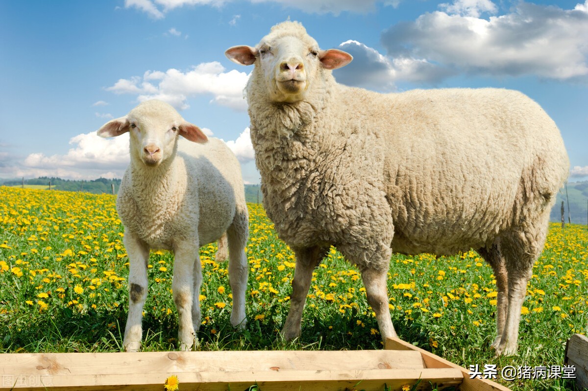 羊痘病正确治疗方法,羊痘病传染