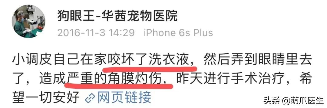 猫咪一不小心被水烫到,盘点猫咪被烫过的倒霉瞬间