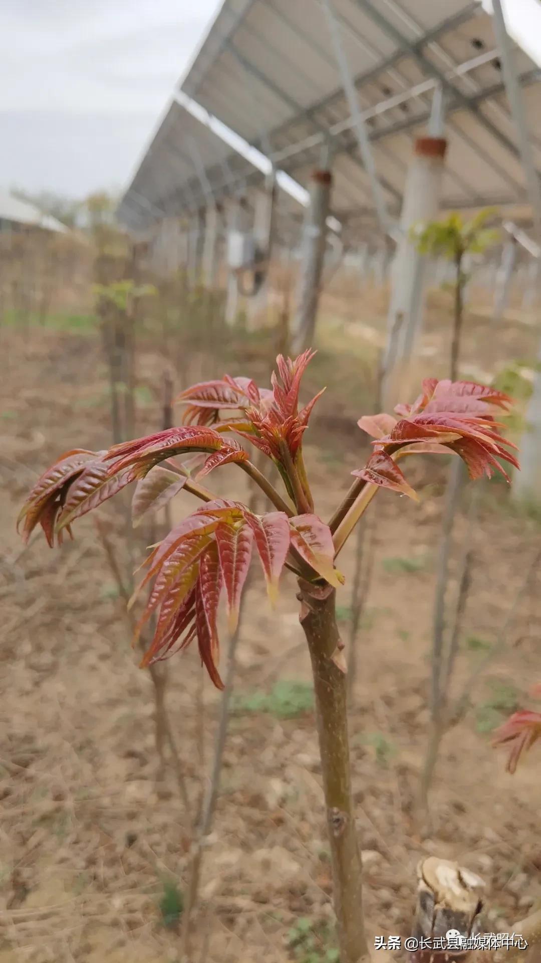 香椿炒鸡蛋的营养价值,冻过的香椿怎样炒鸡蛋