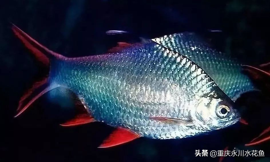 十大最好看的观赏鱼,观赏鱼100种形态