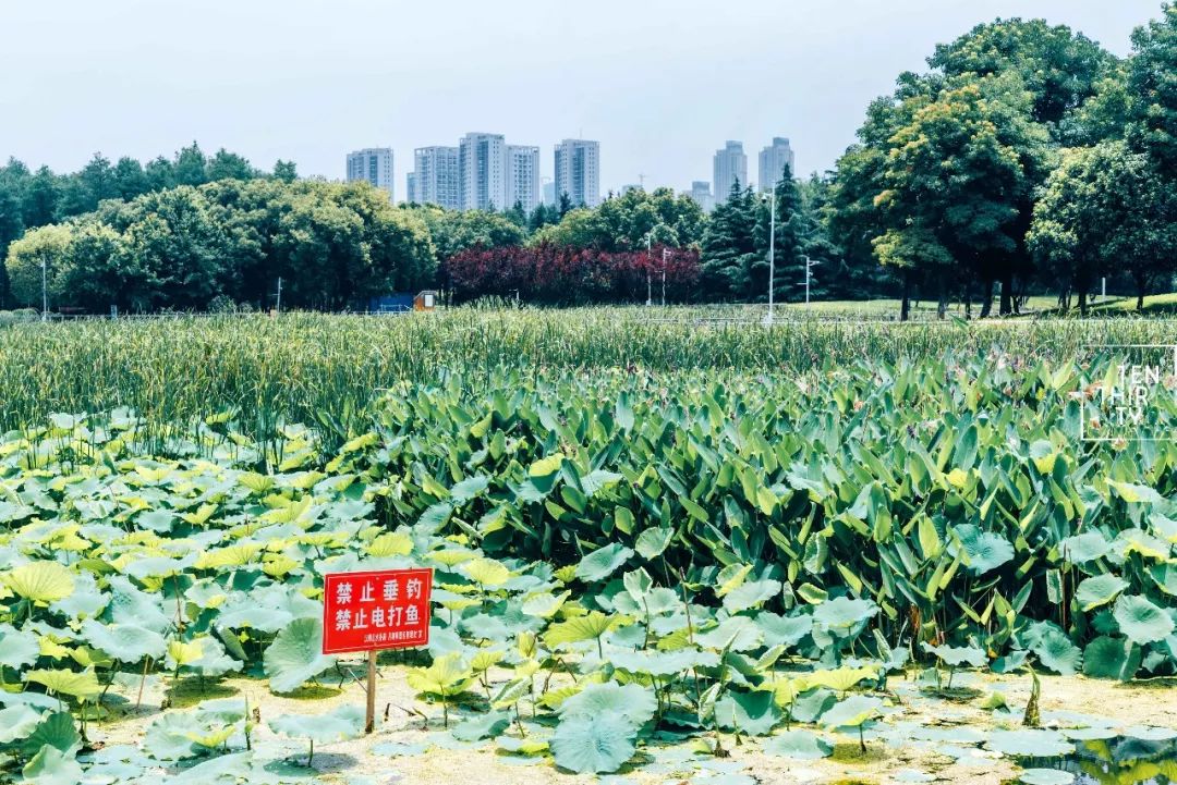 武汉是怎样的一座城,武汉发展汉阳