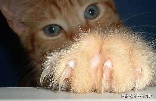 打了狂犬疫苗的猫咪抓伤了怎么办,猫咪打了狂犬疫苗抓伤后要打针吗