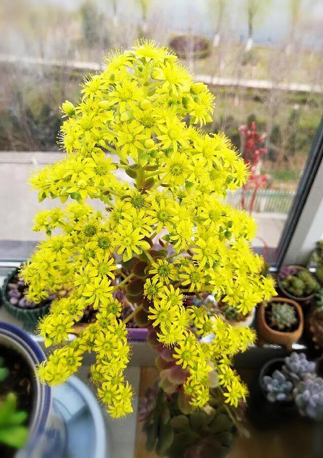 多肉法师韶羞现在能摘心吗,多肉法师欧紫跟韶羞的对比图