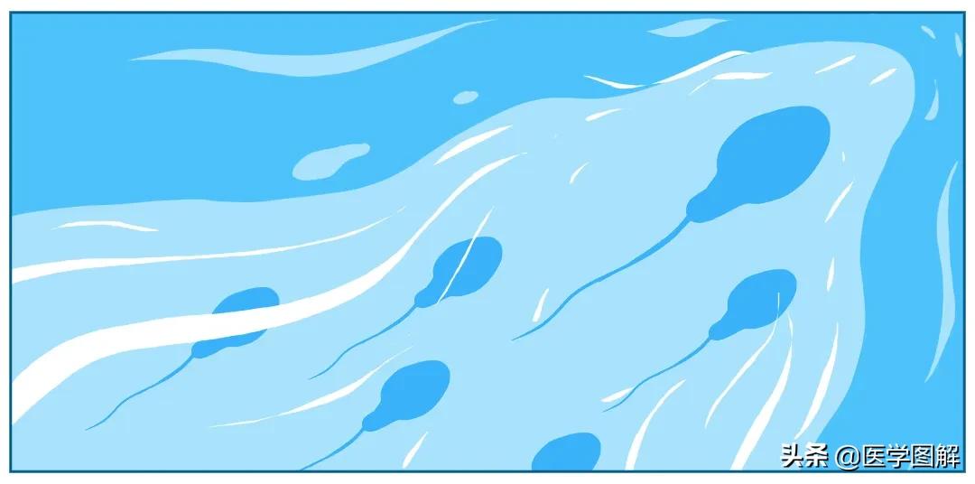 精子检测的结果怎么看懂,精子检测报告如何看懂