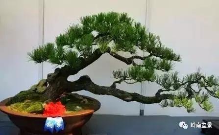 临水式金弹子盆景图片大全欣赏,看盆景展里赏心悦目的盆景