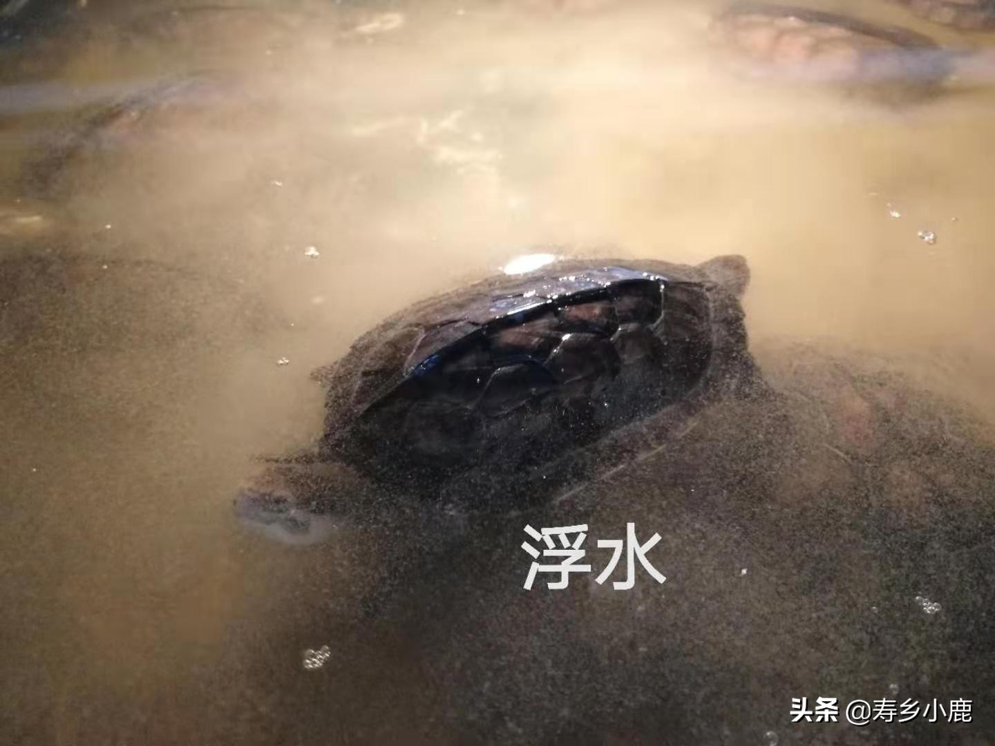龟浮水什么样,龟浮水的原因