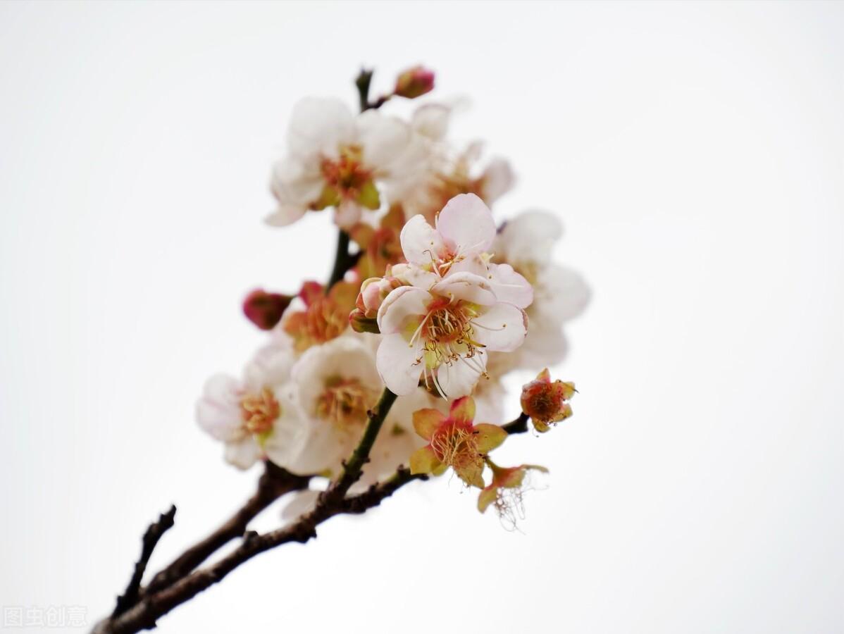 墨梅这首诗写了王冕怎样的品格,墨梅王冕古诗表达了怎样的志趣