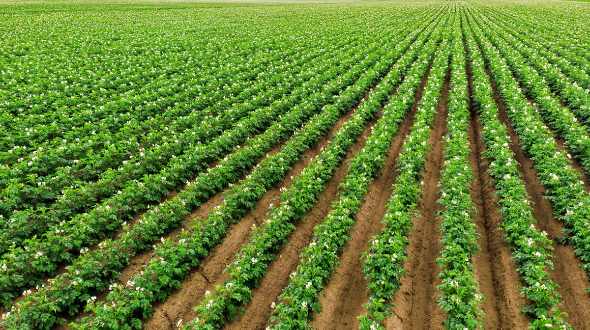 土豆价格上涨的原因,最新滞销土豆消息